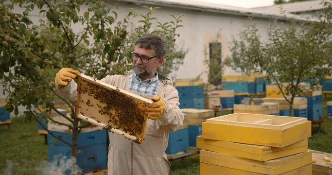 Beekeeper is working with bees and beehives on the apiary