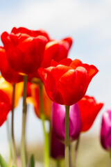 set of elegant red tulips photographed from the ground