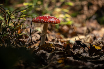 Side detail view of Fly agaric Amanita muscaria.