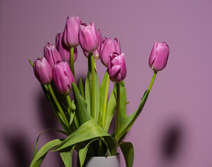 Bouquet of purple tulips on purple background.
