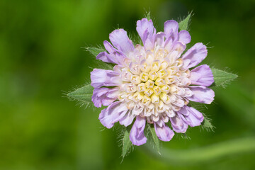  scabious in light purple flower against green background of a meadow