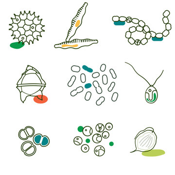 Exploring the Intricate Beauty and Diversity of Algae and Cyanobacteria: A Visual Journey Through Microscopic Landscapes
