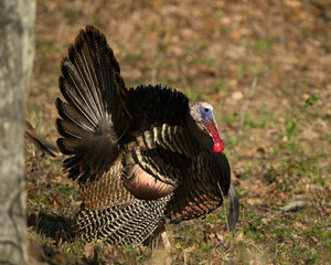 Male Wild Turkey strutting.