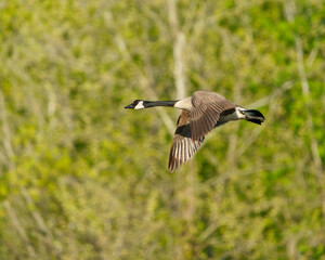 Canadian Goose while in flight.