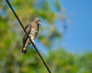 Broad-Winged Hawk perched on a phone line.