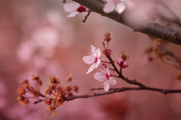 Fototapeta Kwiaty wiśni japońskiej Sakura. Sezon wiosenny. Pastelowe kwiaty na dziko kwitnących drzewach. Wiosenny ogród. obraz