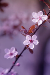 Kwiaty wiśni japońskiej Sakura. Sezon wiosenny.  - obrazy, fototapety, plakaty