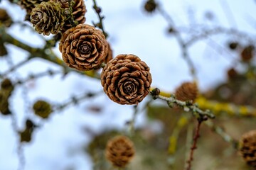 Pine cone Leaf larch, also known as European larch, is a conifer from the pine family.