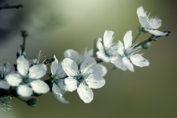Fototapeta Kwiaty wiśni japońskiej Sakura. Sezon wiosenny. Pastelowe kwiaty na dziko kwitnących drzewach. Wiosenny ogród. obraz