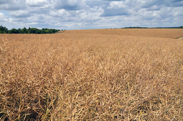 Rapeseed pods ripen on the stems in the field.