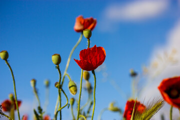 A lot of fresh red poppies blooming in a spring meadow against blue sky. Natural springtime landscape. Wild flowers blossom on a wind. Beautiful floral wallpaper. Summer flower blooming low angle view