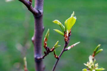 Spring, everything comes to life