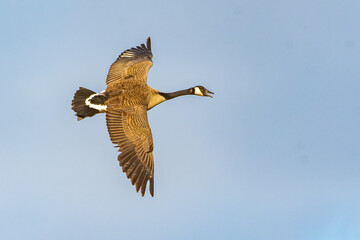 A Canada goose, Branta canadensis, flying over a wetland in Culver, Indiana