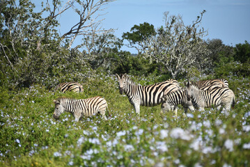 Fototapeta na wymiar Africa- Close Up of a Herd of Wild Zebra Feeding Among Blue Flowers