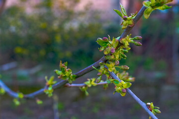 Spring, everything comes to life
