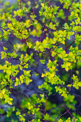 Obraz premium Spring, everything comes to life