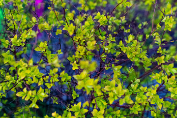 Spring, everything comes to life