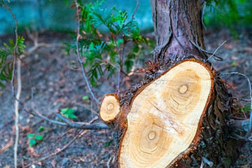 Spring, everything comes to life