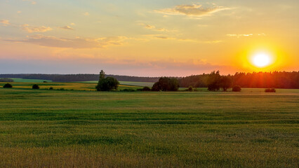 A peaceful sunset in the countryside. Cereal fields to the horizon. The rich colors of summer.