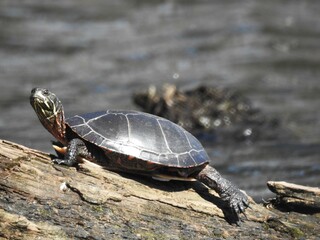 painted turtle on a log doing a stretch