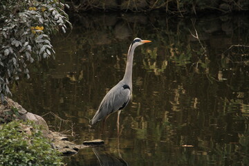 A heron in the water
