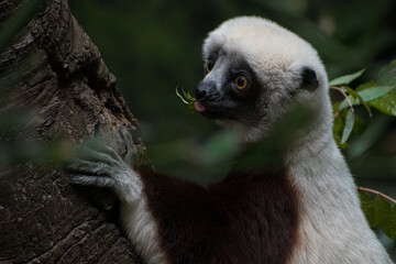 Close up portrait of a lemur © Micaela