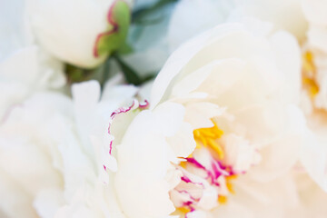 close up of white peony flower with bud
