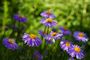 purple flowers in summer garden with close up