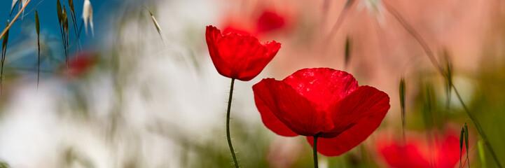 Obraz premium Red poppies, in the background fuzzy view of a tourist town in Croatia.
