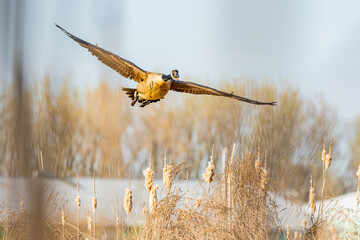 A Canada goose, Branta canadensis, flying low over cattails at an Indiana wetland