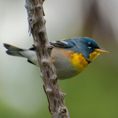 Male Northern Parula (Setophaga americana) perched on a branch.