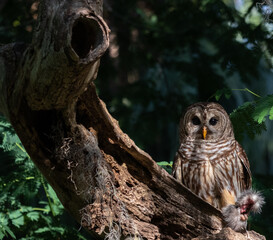 Mother Barred Owl with prey for its Baby. Mother Barred Owl Perched on Oak Tree with Prey
