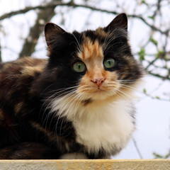 A fluffy cat sits high among the branches. Outdoors cat in spring.