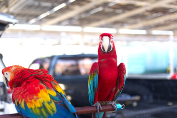 Close up of colorful scarlet macaw parrot pet perch on roost branch with pickup truck car background © BloodysAlice