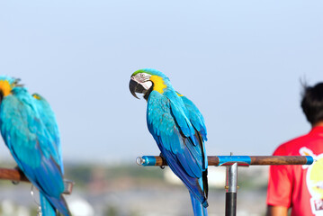Close up of colorful macaw parrot pet perch on roost branch with blue clear sky background