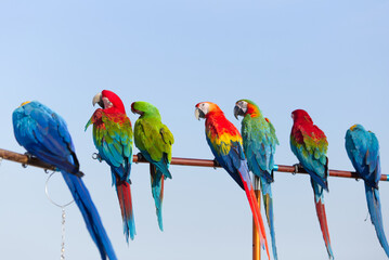 Close up of colorful scarlet macaw parrot pet perch on roost branch with blue clear sky background