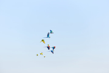 Yellow green macaw parrot flying 
with group in bright blue sky background 