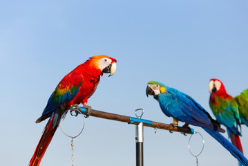 Close up of colorful scarlet macaw parrot pet perch on roost branch with blue clear sky background