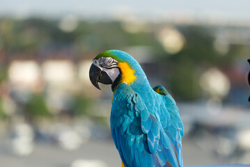 Close up of colorful macaw parrot pet perch on roost branch with blurred city building background