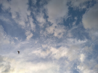 Fototapeta na wymiar Bird flying through the gray clouds