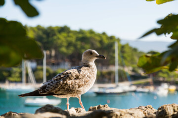 Obraz premium Seagull on the pier
