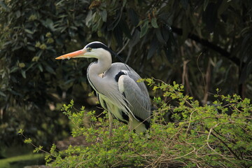 A heron on a tree