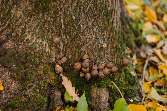 Puffball mushroom grows on a tree in the autumn forest