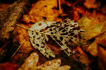 fallen leaves background, autumn background yellow leaves fallen from a tree