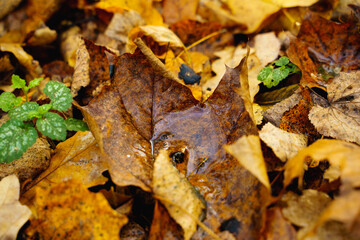 water puddle in beautiful fallen autumn leave fallen on the ground with other leaves in background