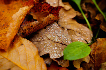 water drops on beautiful fallen autumn leaves fallen on the ground