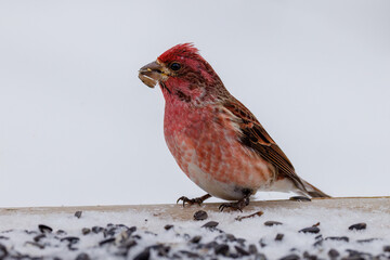 Close up of a Purple finch (Haemorhous purpureus) feeding of a sunflower seed during winter in Wisconsin. Selective focus, background blur and foreground blur.
