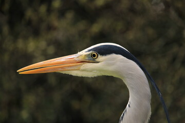 A heron head in close up