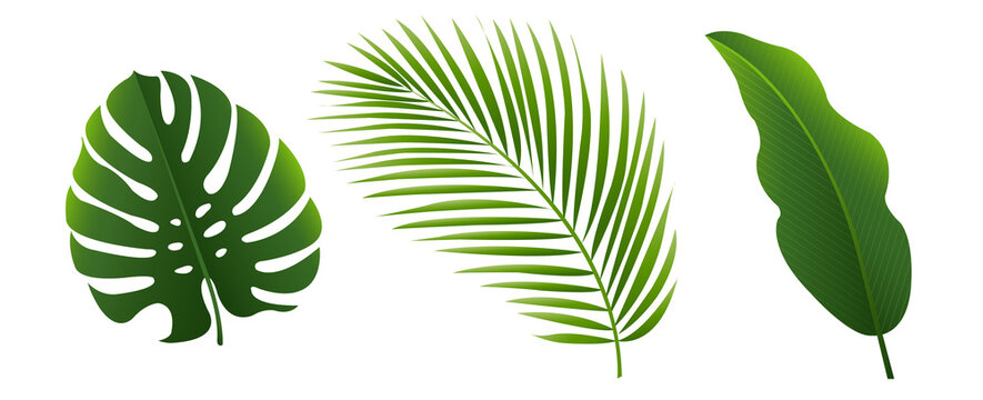 Tropical Leves Set Isolated White Background