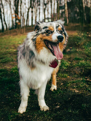 Portrait of marle Australian Shepherd in dogs park. Cute dog sitting on a ground in the woods looking at his owner who is caring a toy. Animal waiting to throw the ball.